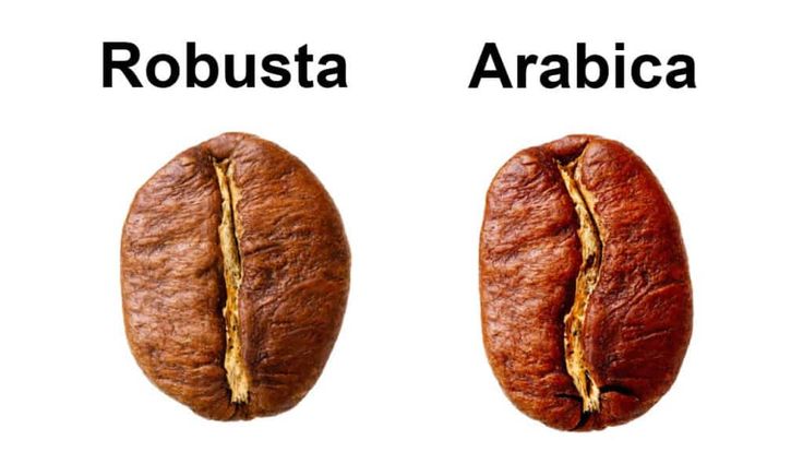 ¿Cuál es la diferencia entre un café de especie arábica y robusta?