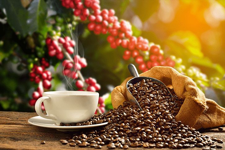 Del cafetal a tu taza: El viaje del café de especialidad El Dorado